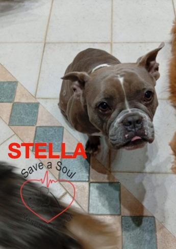 stella american bully pocket Foto 2